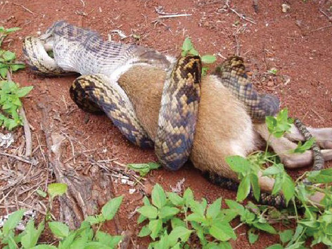 Rắn nuốt chuột túi