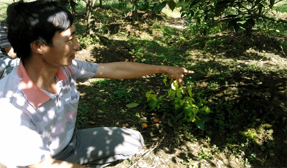 Anh Nguyễn Tài Hộ đau lòng vì cam chín thối, rụng nhiều. Anh Nguyễn Tài Hộ đau lòng vì cam chín thối, rụng nhiều