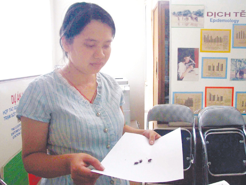 Những con bọ xít hút máu người bắt được ở Hà Nội từ hơn 10 năm trước