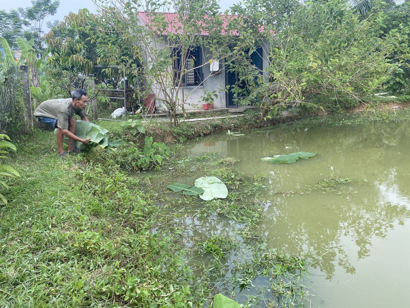 Anh Đỗ Đình Tĩnh, xã Xuân Trường, huyện Thọ Xuân sử dụng nguồn vốn vay để phát triển vườn, ao, chuồng đến nay đã cho thu nhập ổn định.
