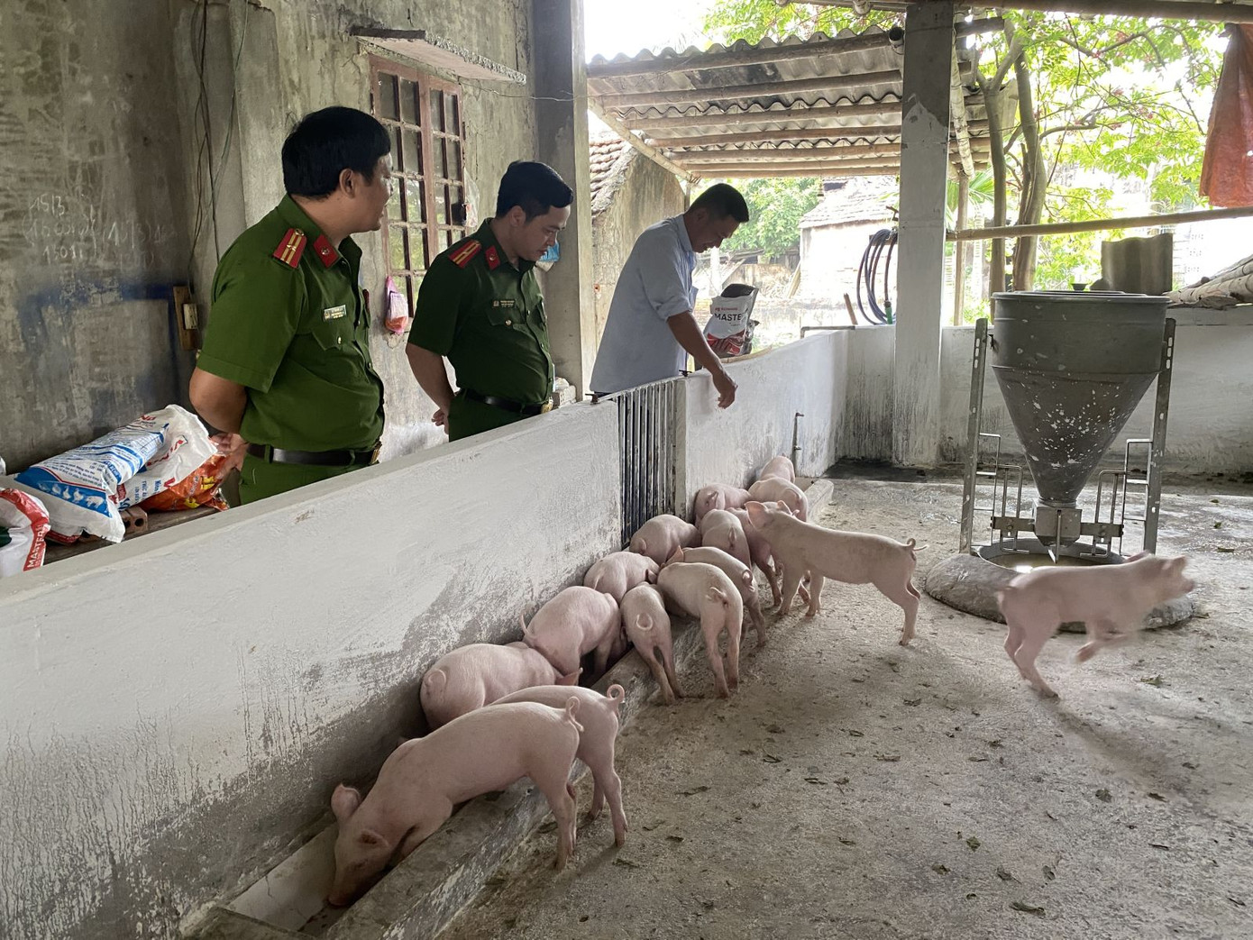 Anh Nguyễn Văn Toàn, xã Nam Giang, huyện Thọ Xuân đã dành toàn bộ số tiền vay vốn tín dụng chính sách đầu tư chăn nuôi lợn, phát triển kinh tế gia đình.