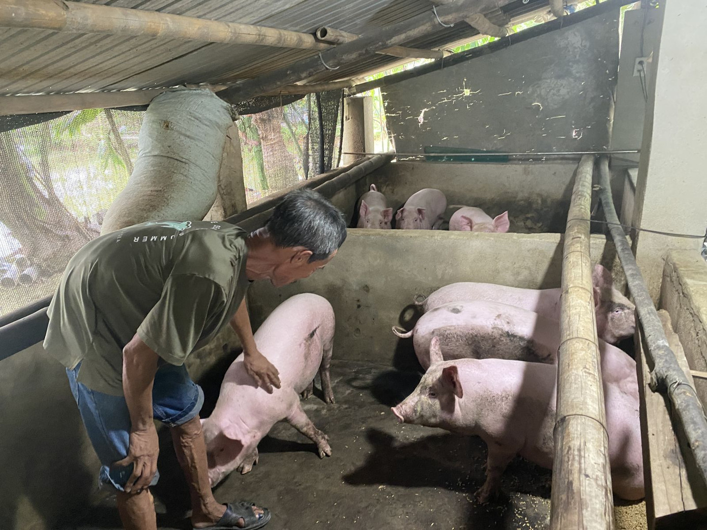 Khu nuôi lợn của gia đình anh Đỗ Đình Tĩnh.