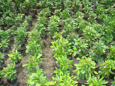  Một trại ươm giống cây Thần Kỳ ở huyện Hóc Môn, TPHCM Ảnh: Lê Việt Nhân