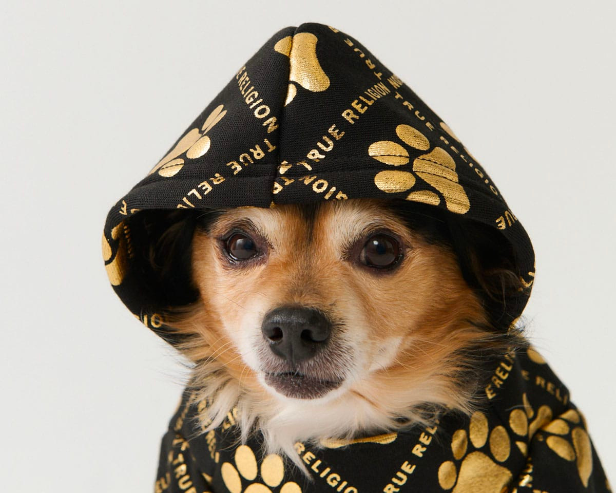 Thương hiệu True Religion vừa tung ra dòng trang phục dành cho cún. Thương hiệu True Religion vừa tung ra dòng trang phục dành cho cún.