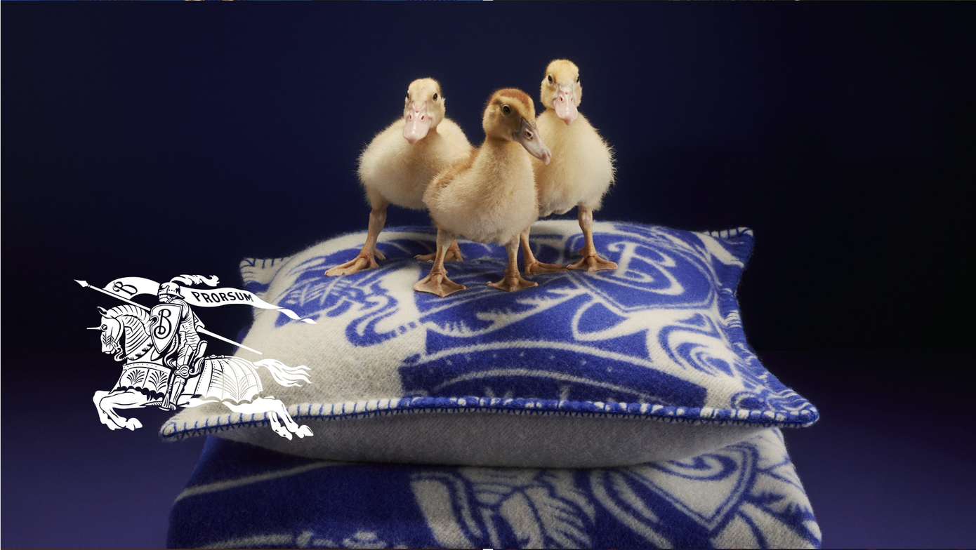 Hình ảnh những người bạn động vật đáng yêu được đặt vị trí trung tâm. Hình ảnh những người bạn động vật đáng yêu được đặt vị trí trung tâm.