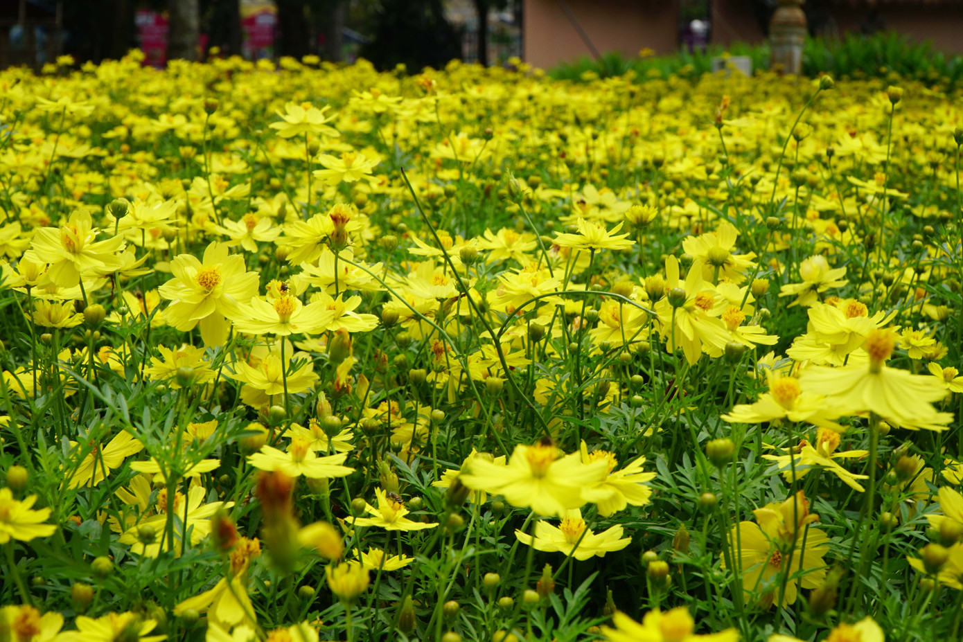 Các loại hoa đã được đưa đến công viên Tao Đàn để chuẩn bị những khâu hoàn thiện cuối cùng trước khi khai mạc.