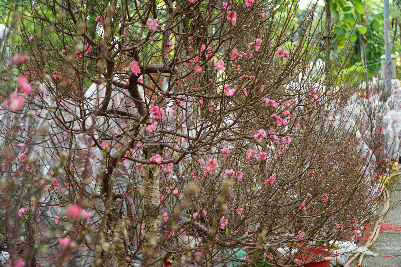 Ông Nguyễn Văn Sơn (ngụ Hà Nội) cho biết năm nay gia đình ông đem 400 gốc đào vào TPHCM bán, trong đó có 10 gốc đào cổ thụ. Những gốc đào cổ thụ được bán giá 70-100 triệu đồng. "Nhà tôi đã bán được một phân nửa số đào. Một vài gốc đào giá gần 100 triệu đã có người đặt mua", ông Sơn nói.