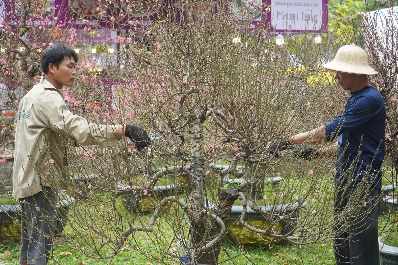 Những ngày gần đây, công viên 23/9 rộn ràng hơn mọi khi. Hàng trăm gốc đào từ miền Bắc được bày bán làm rực hồng một góc trời.