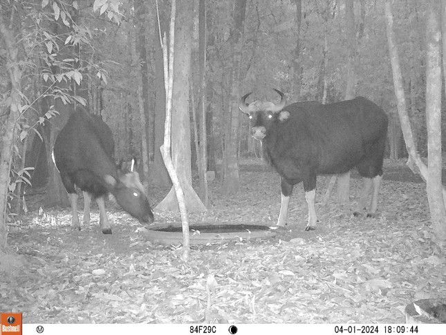 Bò tót tại Khu dự trữ sinh quyển thế giới Đồng Nai Bò tót tại Khu dự trữ sinh quyển thế giới Đồng Nai