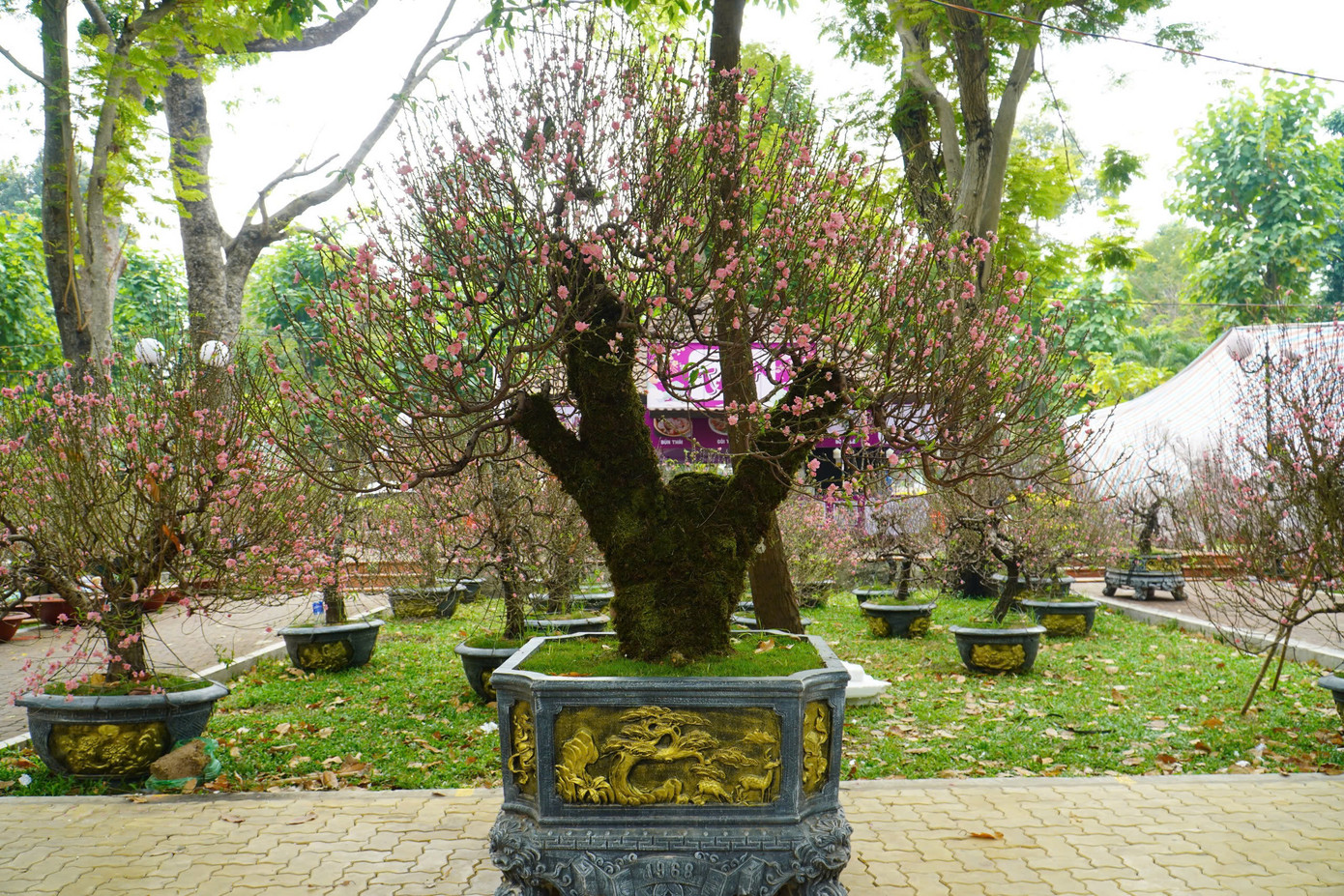 Một gốc đào cổ thụ có giá 70 triệu đồng được bày bán tại công viên 23/9.