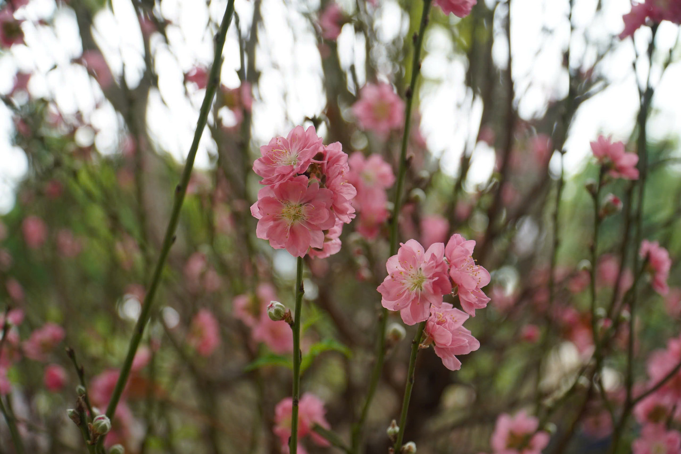 Những người sành chơi thường thích những loại đào lâu năm có thân vững chãi, hoa nở đều và cho màu hồng đặc trưng.