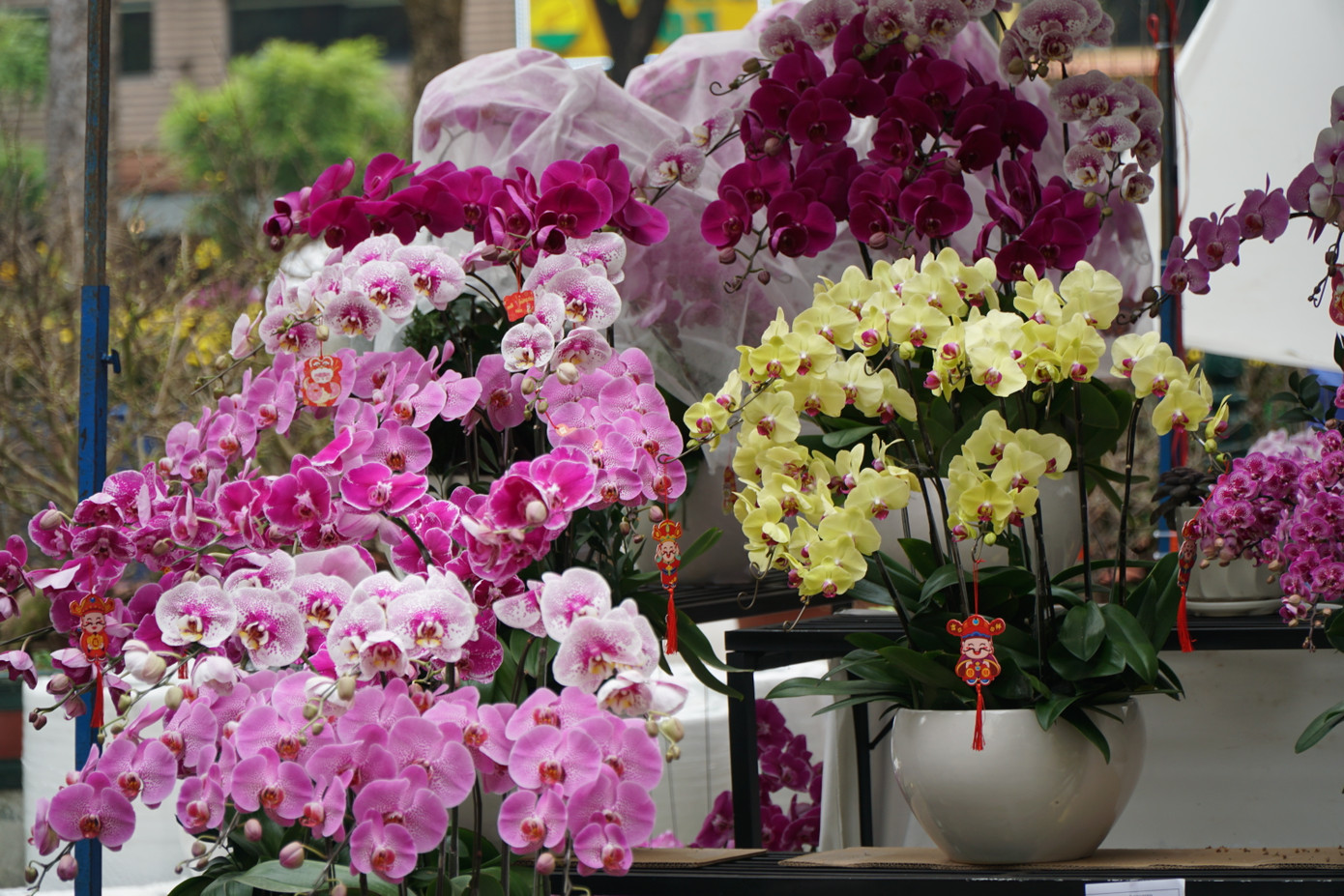 Các loại lan hồ điệp đa dạng màu sắc cũng được bày bán tại chợ hoa Tết lần này.