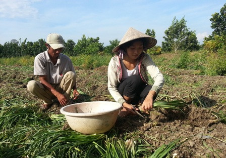 Xa vời giấc mơ giảng đường với nữ sinh đi cắt huệ thuê ảnh 2