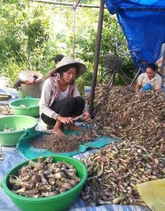 Xa vời giấc mơ giảng đường với nữ sinh đi cắt huệ thuê ảnh 4