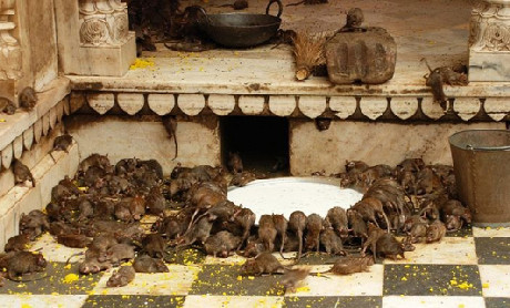 Chúng được ăn sữa và đủ các loại hoa quả, thực phẩm khác