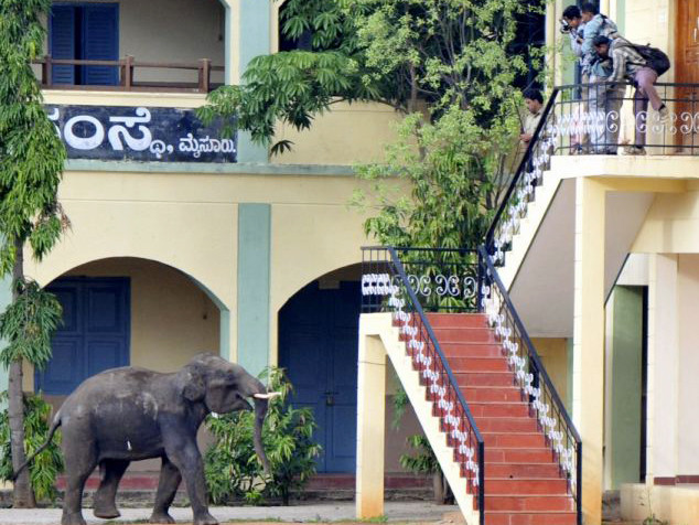 Hai con voi điên lao vào tấn công khu dân cư và trường học