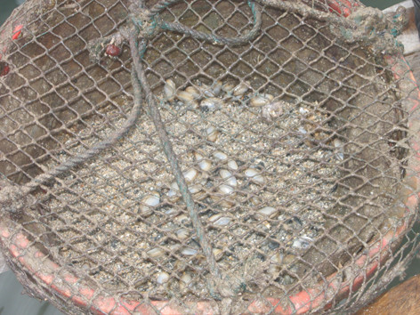 Ươm giống tu hài