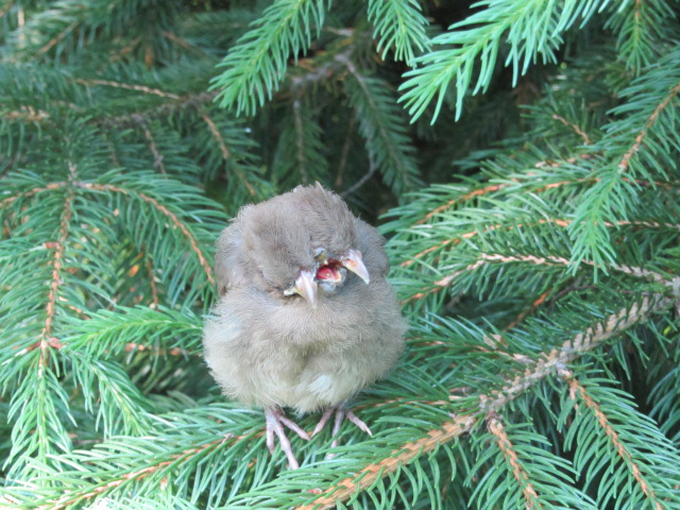 Chú chim được tìm thấy ở khu vườn bà Britt. Chú chim được tìm thấy ở khu vườn bà Britt