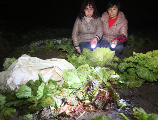 Hiệu trưởng của trường bị đâm chết khi vật lộn với kẻ tấn công ở ruộng rau cách trường 200m