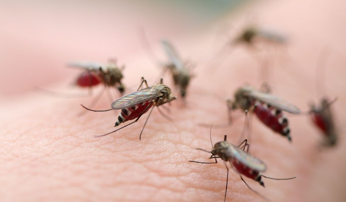 Muỗi cũng có thể coi là một kẻ thù đe dọa cuộc sống bình yên của con người.