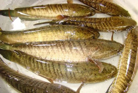 Cùng với cá rô Tổng Trường, cá tràu vùng Trường Yên cũng là món dâng vua. Ảnh internet