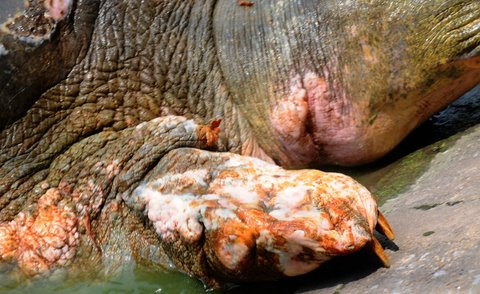 Không từ bỏ mong muốn được lên bờ sưởi nắng, cụ rùa lại tiếp tục ngoi lên, để lộ phần móng đã bị tuột gần hết vuốt