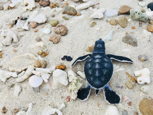 Rùa biển sau khi ấp thành công sẽ được thả về tự nhiên