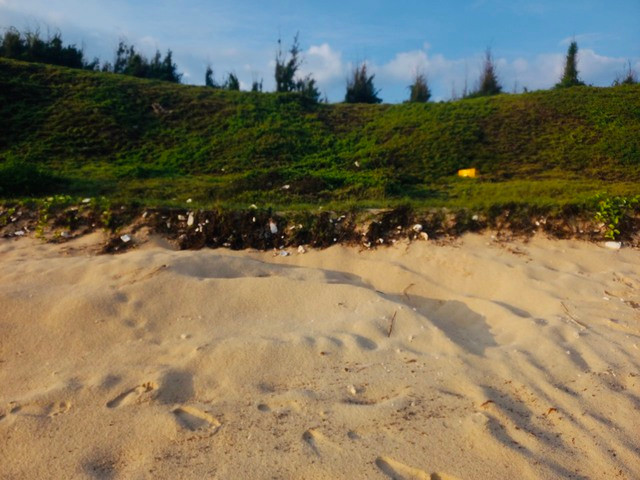 Trứng rùa biển đẻ rải rác tại Bãi Tràng Dảo, Hòn Cau. Ảnh: Phi Phi