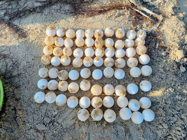 Trứng rùa biển được gom về bãi ấp để rùa con được nở ra an toàn. Ảnh: Phi Phi