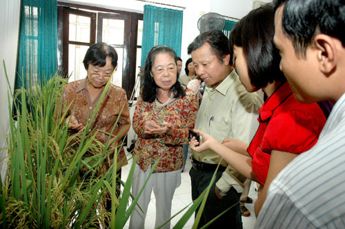 Các nhà khoa học xem cây lúa đã có hạt