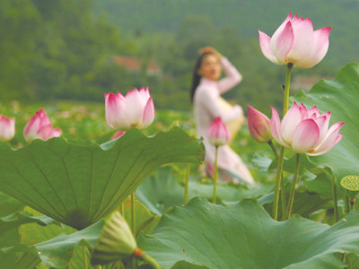 Hoa sen được nhiều đề cử nhất là Quốc hoa Ảnh: TM