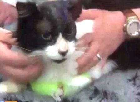 Vết thương của Moo Moo đang dần bình phục