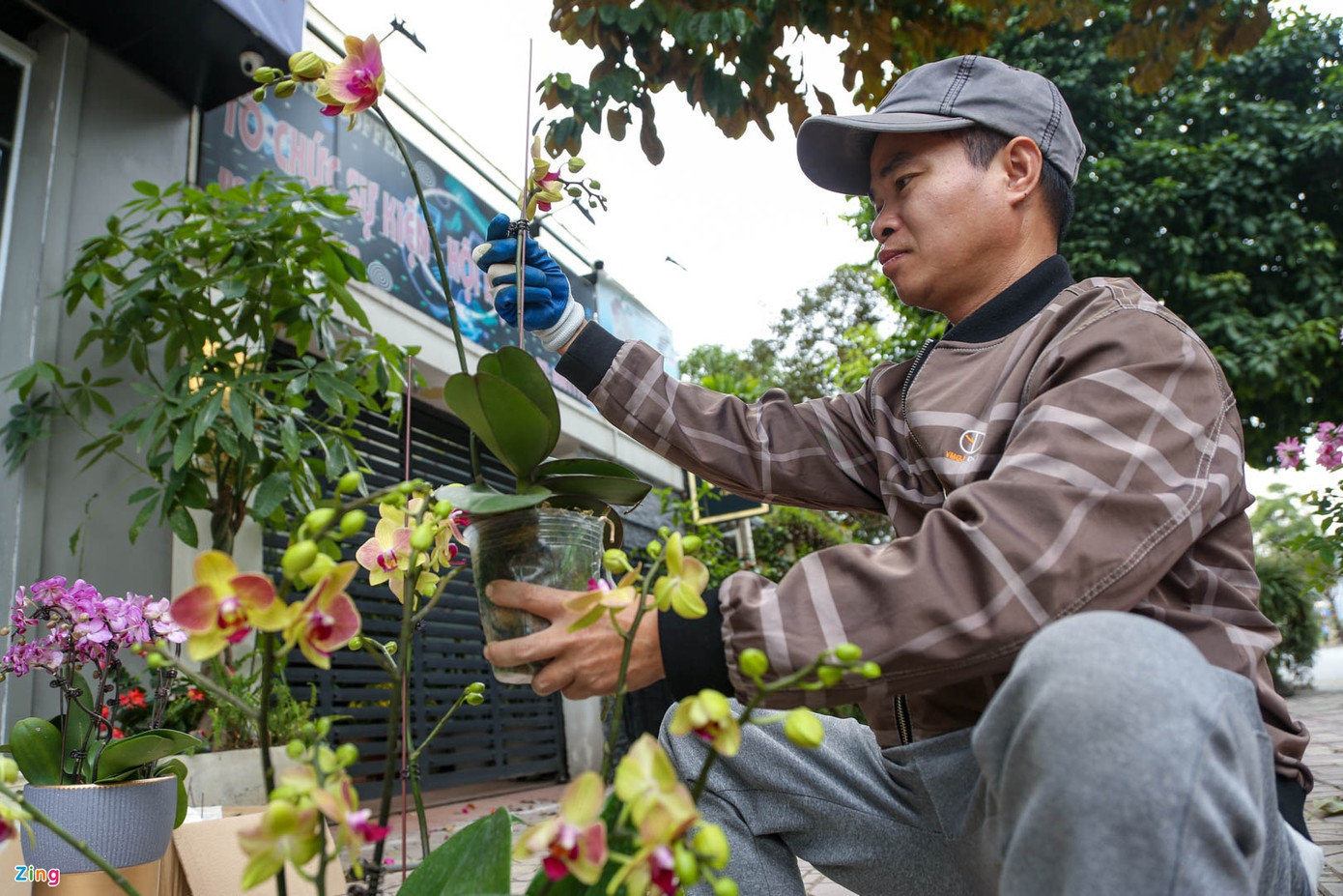 Đối với anh Mai, dịp Tết Nguyên đán là khoảng thời gian quý báu và đầy cơ hội để rèn luyện tay nghề, tiếp thu nhiều kinh nghiệm về lĩnh vực lan hồ điệp: “Tôi chủ yếu chỉ được ghép hoa lan nhiều vào dịp Tết, còn ngày thường do khách ít chơi nên tôi chỉ ghép các loại hoa khác”. Đối với anh Mai, dịp Tết Nguyên đán là khoảng thời gian quý báu và đầy cơ hội để rèn luyện tay nghề, tiếp thu nhiều kinh nghiệm về lĩnh vực lan hồ điệp: “Tôi chủ yếu chỉ được ghép hoa lan nhiều vào dịp Tết, còn ngày thường do khách ít chơi nên tôi chỉ ghép các loại hoa khác”.