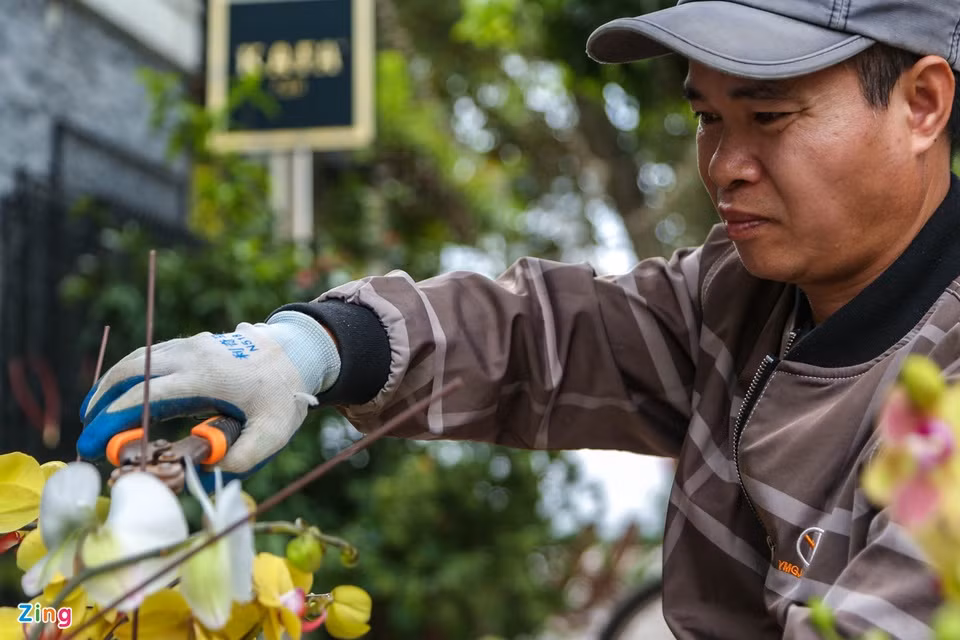 Lan hồ điệp là loài hoa rất dễ bị gãy nên khi cắm cũng đòi hỏi sự khéo léo. Anh Mai cho biết: "Một bầu lan chỉ cần bị gãy một bông hoa, nụ hoặc nhánh thôi thì cả bầu đấy xem như bị lỗi, không thể cung cấp cho khách hàng được nữa”. Lan hồ điệp là loài hoa rất dễ bị gãy nên khi cắm cũng đòi hỏi sự khéo léo. Anh Mai cho biết: "Một bầu lan chỉ cần bị gãy một bông hoa, nụ hoặc nhánh thôi thì cả bầu đấy xem như bị lỗi, không thể cung cấp cho khách hàng được nữa”.