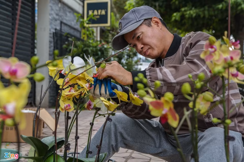Là người có kinh nghiệm 6 năm trong lĩnh vực ghép lan hồ điệp, anh Nguyễn Đức Mai (quê Bắc Ninh) cho biết: "Chỉ tính riêng trong hai tháng 11 và 12 âm lịch, tôi đã ghép được khoảng 3.000 bầu hoa lan hồ điệp, có những ngày tôi phải ngồi làm đến 20 tiếng mới kịp hoàn thiện đơn hàng". Với mức tiền công trung bình từ 15.000-30.000 đồng/bầu, anh bỏ túi gần 60 triệu đồng tiền công. Là người có kinh nghiệm 6 năm trong lĩnh vực ghép lan hồ điệp, anh Nguyễn Đức Mai (quê Bắc Ninh) cho biết: "Chỉ tính riêng trong hai tháng 11 và 12 âm lịch, tôi đã ghép được khoảng 3.000 bầu hoa lan hồ điệp, có những ngày tôi phải ngồi làm đến 20 tiếng mới kịp hoàn thiện đơn hàng". Với mức tiền công trung bình từ 15.000-30.000 đồng/bầu, anh bỏ túi gần 60 triệu đồng tiền công.