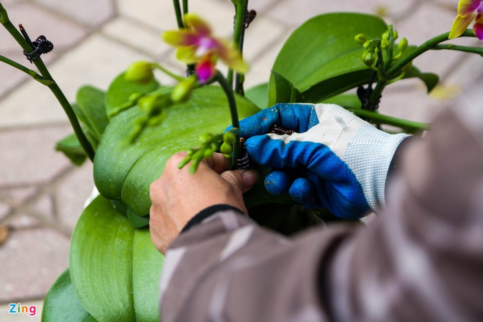 Để ghép được một chậu hoa đẹp, người thợ cắm hoa phải biết cách uốn nắn, sắp xếp và điều chỉnh theo bố cục hợp lý. "Điều này đòi hỏi người thợ cắm hoa phải có kinh nghiệm và mắt thẩm mỹ", anh Mai chia sẻ. Để ghép được một chậu hoa đẹp, người thợ cắm hoa phải biết cách uốn nắn, sắp xếp và điều chỉnh theo bố cục hợp lý. "Điều này đòi hỏi người thợ cắm hoa phải có kinh nghiệm và mắt thẩm mỹ", anh Mai chia sẻ.