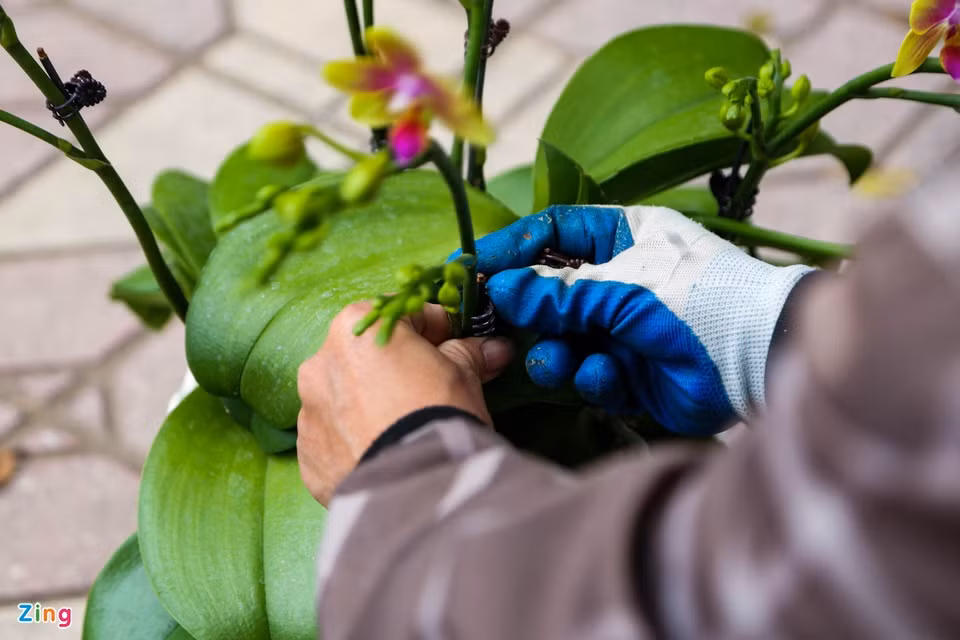 Để ghép được một chậu hoa đẹp, người thợ cắm hoa phải biết cách uốn nắn, sắp xếp và điều chỉnh theo bố cục hợp lý. "Điều này đòi hỏi người thợ cắm hoa phải có kinh nghiệm và mắt thẩm mỹ", anh Mai chia sẻ. Để ghép được một chậu hoa đẹp, người thợ cắm hoa phải biết cách uốn nắn, sắp xếp và điều chỉnh theo bố cục hợp lý. "Điều này đòi hỏi người thợ cắm hoa phải có kinh nghiệm và mắt thẩm mỹ", anh Mai chia sẻ.