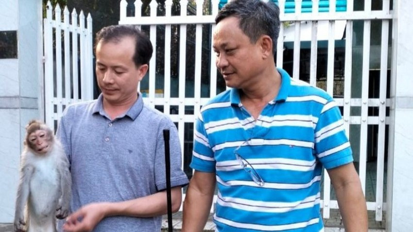 Hiện kiểm lâm đang tiếp tục rà soát bắt con khỉ còn lại. Ảnh: HT Hiện kiểm lâm đang tiếp tục rà soát bắt con khỉ còn lại. Ảnh: HT