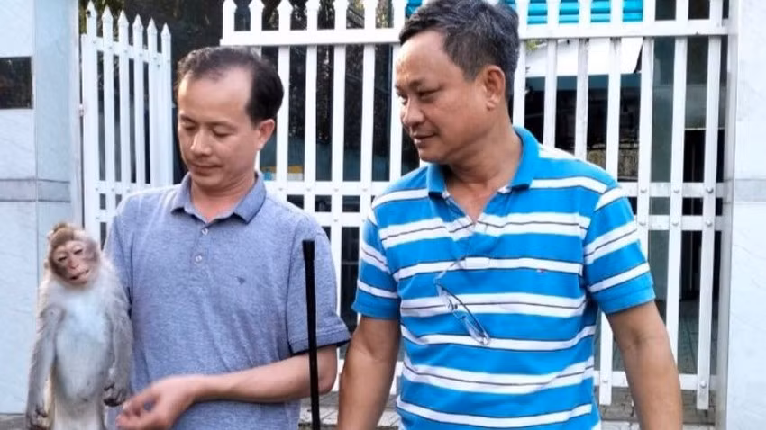Hiện kiểm lâm đang tiếp tục rà soát bắt con khỉ còn lại. Ảnh: HT