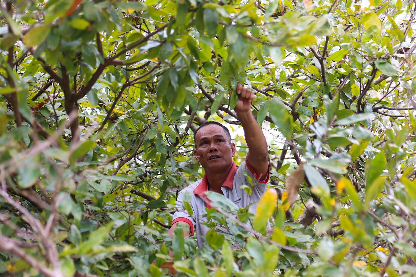 Những cây mai lớn, cành lá sum suê phải huy động rất nhiều nhân công và hái lá trong 2-3 ngày mới hết. Việc hái lá mai tuy nhẹ nhàng nhưng đòi hỏi phải nhanh tay và khéo léo để không làm gãy búp hoa, xước cành.