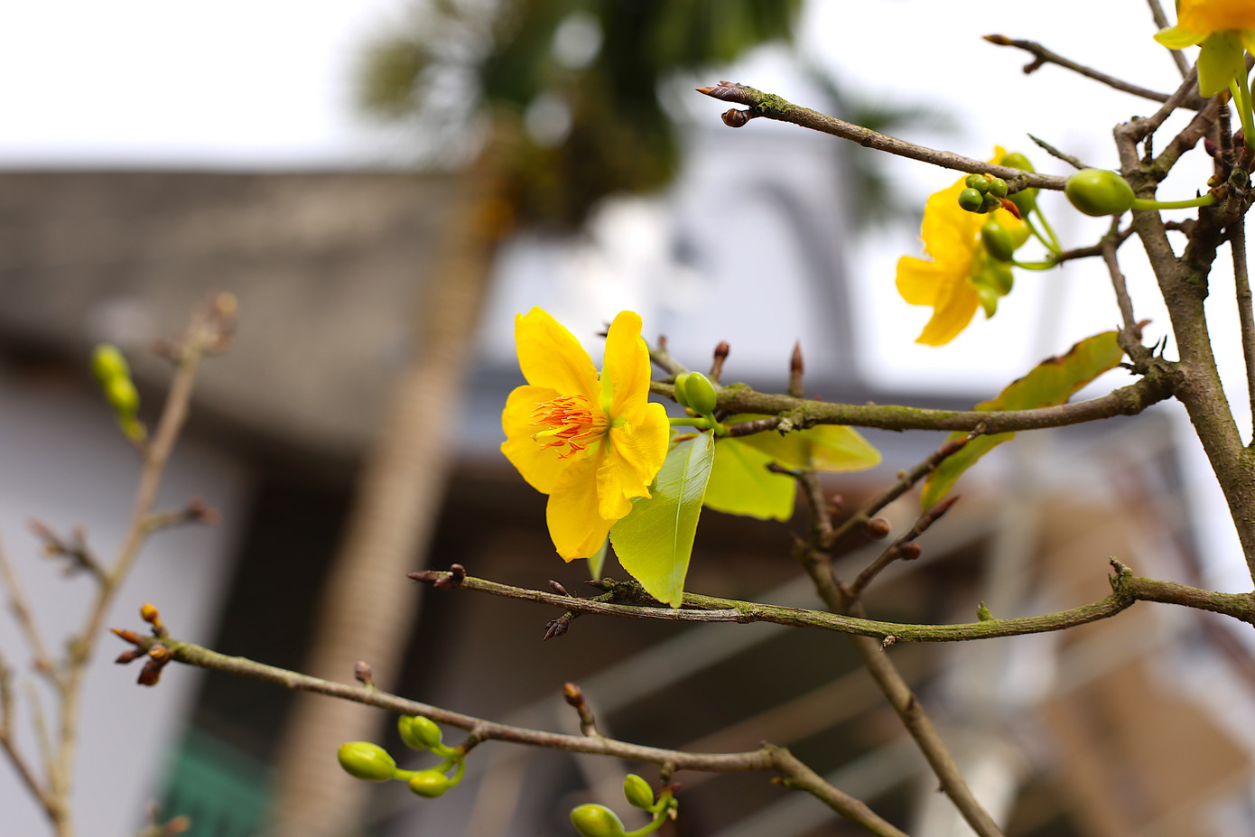 Năm nay thời tiết diễn biến thất thường, dịp gần Tết còn có mưa trái mùa nên một số cây mai ở địa phương nở sớm, ít hoa.