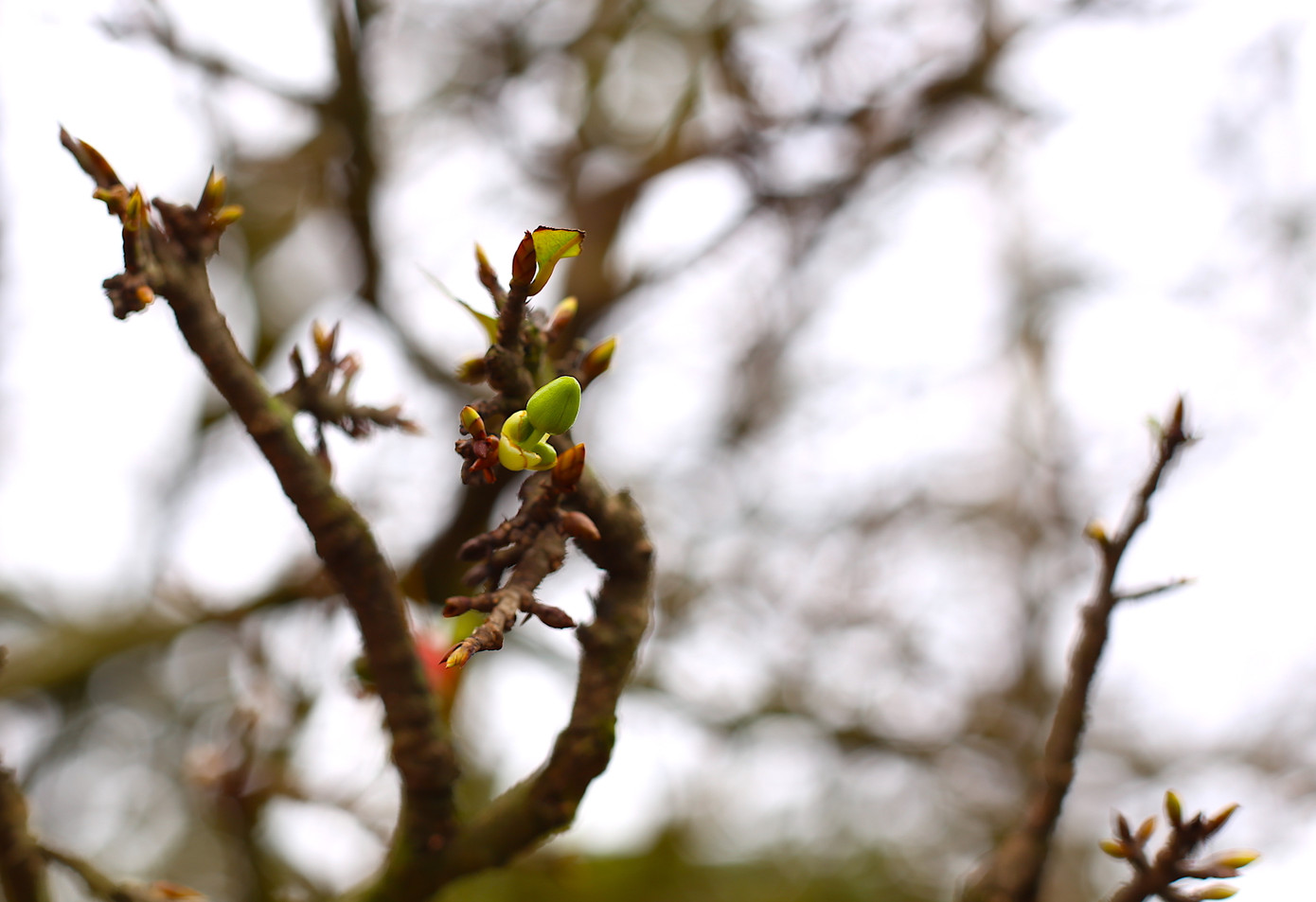 Cây mai sau khi hái lá, người dân sẽ căn thời tiết để tưới lượng nước phù hợp nhằm "kích" cây nở đúng dịp tết. Càng gần Tết những búp nụ đâm lớp vỏ sần sùi trên cành khẳng khiu, dần lộ ra, lớn lên xanh biếc, sẵn sàng nở rộ cánh hoa vàng đón xuân.