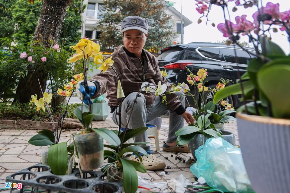 Một bầu lan đạt chuẩn để có thể sử dụng là bầu phải có nhiều hoa và nụ, lá phải xanh, mướt. Toàn bầu đều phải tươi, không xảy ra tình trạng bị dập, nát hoặc héo. Một bầu lan đạt chuẩn để có thể sử dụng là bầu phải có nhiều hoa và nụ, lá phải xanh, mướt. Toàn bầu đều phải tươi, không xảy ra tình trạng bị dập, nát hoặc héo.