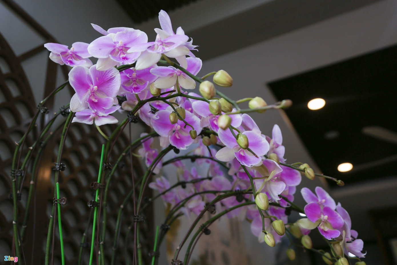 Đối với anh Mai, dịp Tết Nguyên đán là khoảng thời gian quý báu và đầy cơ hội để rèn luyện tay nghề, tiếp thu nhiều kinh nghiệm về lĩnh vực lan hồ điệp: “Tôi chủ yếu chỉ được ghép hoa lan nhiều vào dịp Tết, còn ngày thường do khách ít chơi nên tôi chỉ ghép các loại hoa khác”. Đối với anh Mai, dịp Tết Nguyên đán là khoảng thời gian quý báu và đầy cơ hội để rèn luyện tay nghề, tiếp thu nhiều kinh nghiệm về lĩnh vực lan hồ điệp: “Tôi chủ yếu chỉ được ghép hoa lan nhiều vào dịp Tết, còn ngày thường do khách ít chơi nên tôi chỉ ghép các loại hoa khác”.