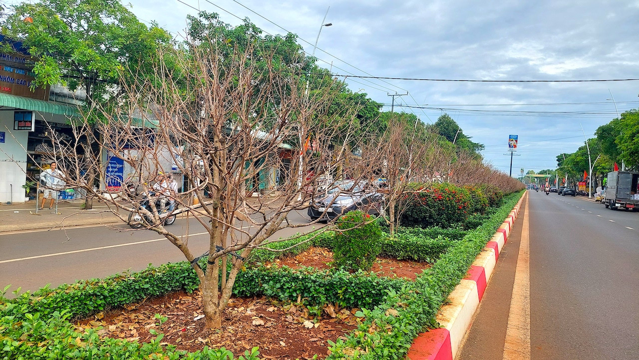 Mai vàng ở huyện Châu Đức được người dân trồng làm cảnh trước sân, trong vườn vừa để chơi dịp Tết và bán để kiếm thêm thu nhập. Thậm chí, mai vàng còn được người dân trồng làm hàng rào quanh vườn. Đường hoa mai vàng gần 1.000 cây trồng trên dải phân cách các tuyến đường trung tâm huyện Châu Đức (tỉnh Bà Rịa-Vũng Tàu) kéo dài khoảng 5 km nhiều năm qua là nét độc đáo và điểm nhấn rực rỡ nhất của địa phương mỗi dịp tết đến xuân về.