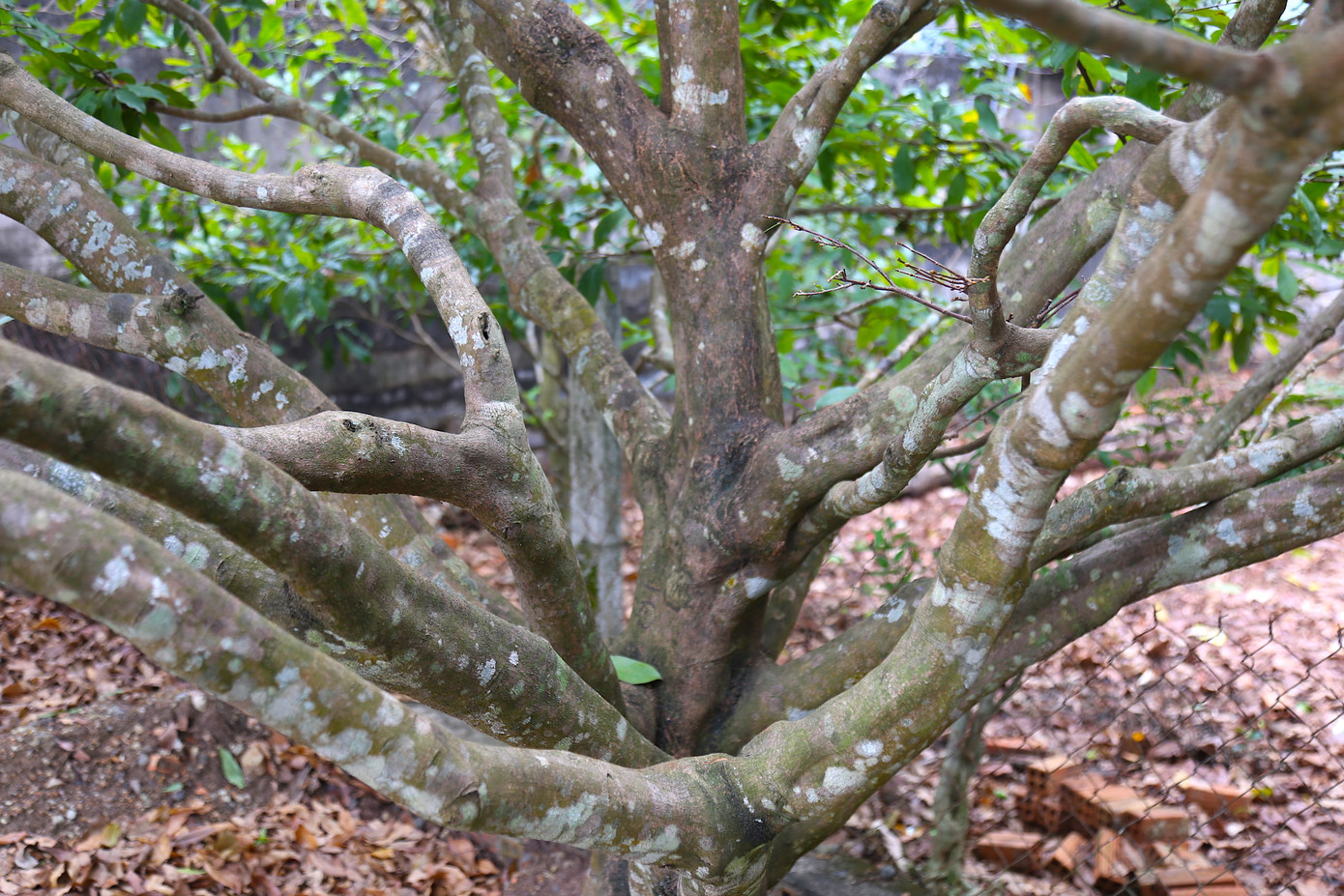 Nhiều cây mai cổ thụ, có tán dày và hoa đẹp được khách mua trả giá khá cao từ 1- 3 tỷ đồng.