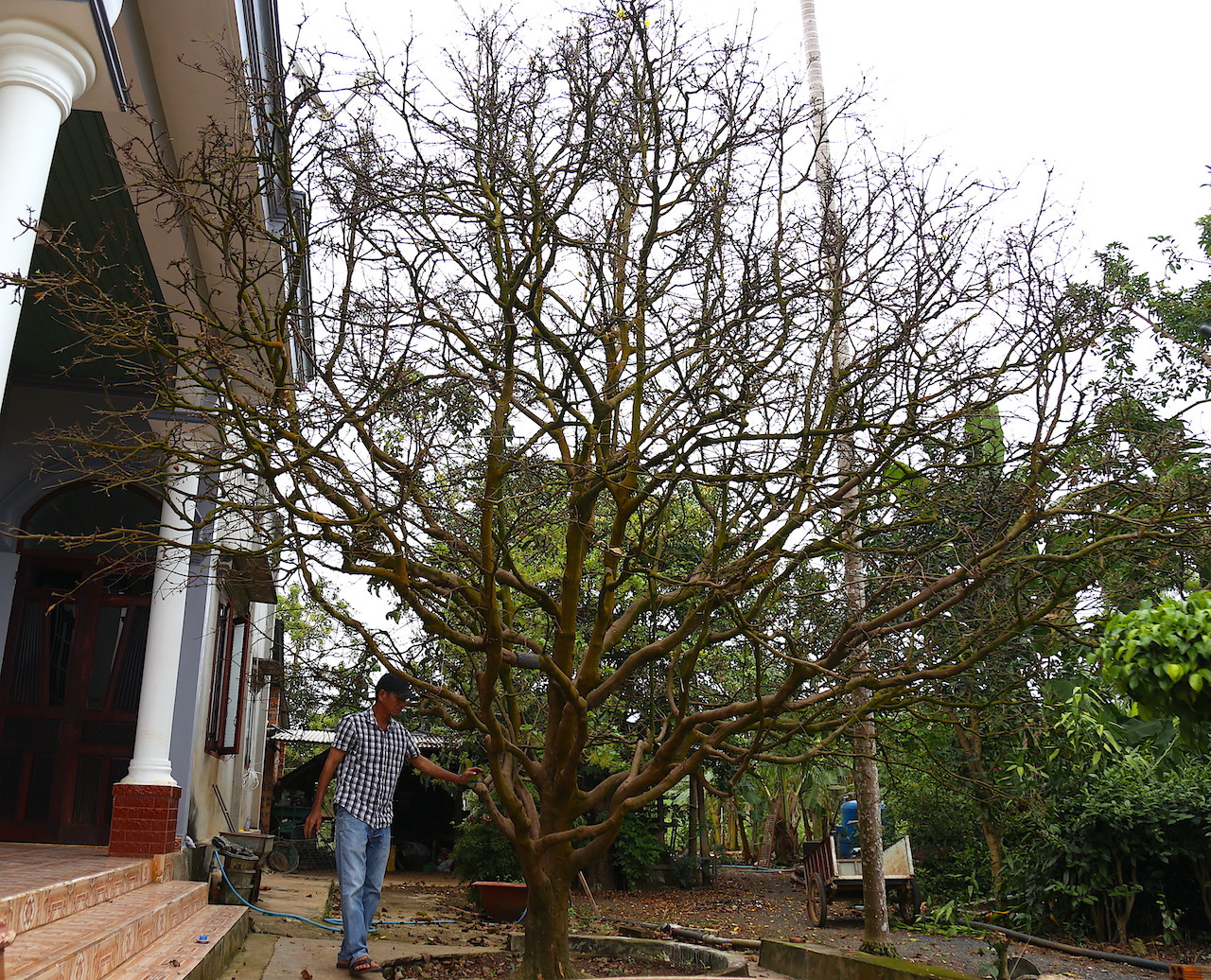 Huyện Châu Đức (tỉnh Bà Rịa-Vũng Tàu) còn có nhiều nhà vườn sở hữu những cây mai cổ thụ, được định giá tiền tỷ. Cây mai vàng cổ thụ của ông Phạm Văn Toanh (64 tuổi, thôn Xuân Tân, xã Xuân Sơn) là một trong số đó. Cây mai hiện đã cao hơn 7m, tán dày và rộng khoảng 6m, từng được người mua trả giá hơn 1 tỷ đồng.