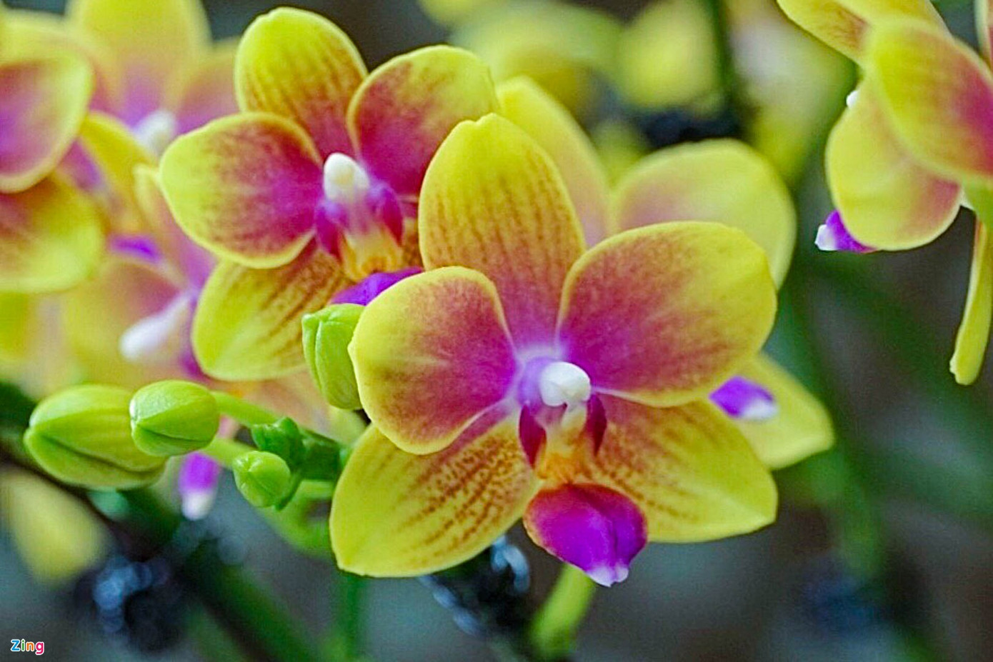 Đối với anh Mai, dịp Tết Nguyên đán là khoảng thời gian quý báu và đầy cơ hội để rèn luyện tay nghề, tiếp thu nhiều kinh nghiệm về lĩnh vực lan hồ điệp: “Tôi chủ yếu chỉ được ghép hoa lan nhiều vào dịp Tết, còn ngày thường do khách ít chơi nên tôi chỉ ghép các loại hoa khác”. Đối với anh Mai, dịp Tết Nguyên đán là khoảng thời gian quý báu và đầy cơ hội để rèn luyện tay nghề, tiếp thu nhiều kinh nghiệm về lĩnh vực lan hồ điệp: “Tôi chủ yếu chỉ được ghép hoa lan nhiều vào dịp Tết, còn ngày thường do khách ít chơi nên tôi chỉ ghép các loại hoa khác”.