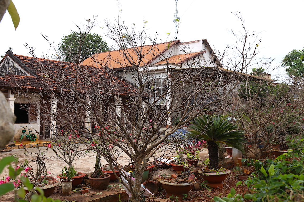 Hầu hết nhà dân, công sở ở huyện Châu Đức (tỉnh Bà Rịa-Vũng Tàu) đều trồng từ 2 - 3 cây mai vàng ở trước sân. Những gia đình ở các xã như: Bình Trung, Xuân Sơn, Kim Long...thậm chí còn trồng cả vườn mai vàng để chơi và bán kiếm thêm thu nhập mỗi dịp tết đến, xuân về.