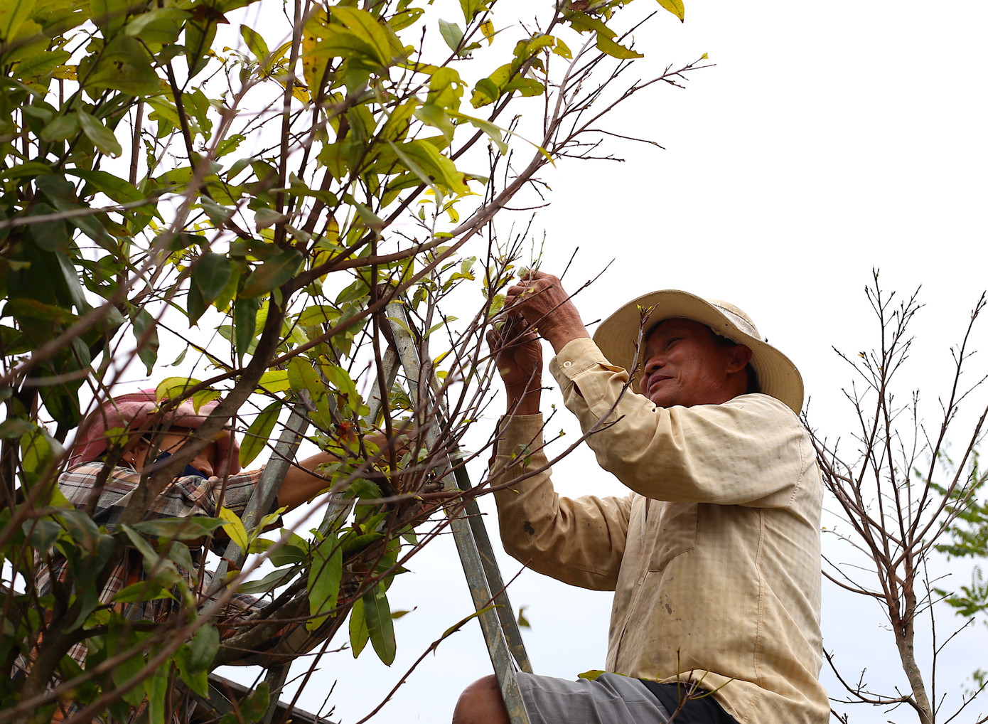 Nhà vườn và hộ gia đình trồng nhiều mai phải thuê nhân công nhặt lá cho cây mai nở kịp dịp tết. Nhặt lá mai cho một nhà vườn tại địa phương. Ông Nguyễn Tô Đức (54 tuổi, ngụ thôn 4, xã Bình Trung, huyện Châu Đức, tỉnh Bà Rịa-Vũng Tàu) chia sẻ: "Mỗi công vặt lá mai chúng tôi được trả từ 350 - 400 ngàn đồng. Thu nhập cũng hấp dẫn nhưng mỗi năm chỉ làm được 3 ngày gần Tết nên ai cũng tranh thủ để có thêm thu nhập chi tiêu".